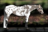 Horse Color:White Spotted Grullo Blanket Rabicano Brindle 