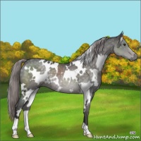 Horse Color:Platinum White Spotted Chocolate Palomino 