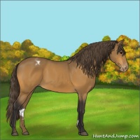 Horse Color:Buckskin Appaloosa 
