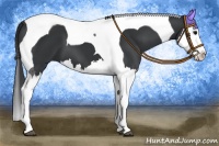 Horse Color:Black Splash Tobiano 
