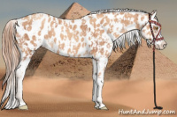 Horse Color:Gold Champagne Near Leopard  and Gold Champagne Near Leopard 