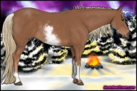 Horse Color:White Spotted Chestnut Sabino 