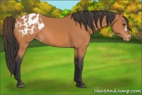 Horse Color:Bay Appaloosa 