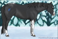 Horse Color:Black Splash Tobiano 