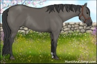 Horse Color:Grullo Rabicano 