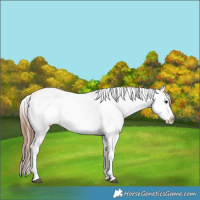 Horse Color:Bay Splash Appaloosa 