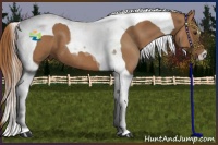 Horse Color:Chestnut Tobiano