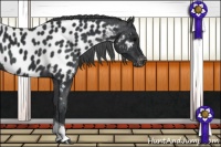 Horse Color:Black Tobiano Appaloosa 