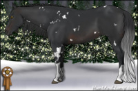 Horse Color:White Spotted Brown Tobiano Rabicano