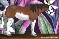 Horse Color:Bay Splash 