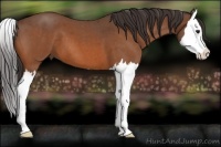 Horse Color:Buckskin Roan Splash 