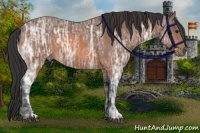 Horse Color:Bay Ice