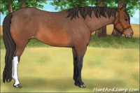 Horse Color:Bay Appaloosa 