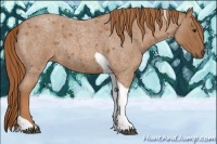 Horse Color:Red Roan Tobiano Rabicano 