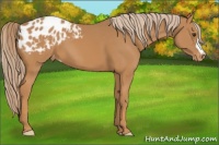 Horse Color:Chestnut Appaloosa