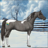 Horse Color:Smoky Blue Roan Tobiano 