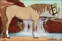 Horse Color:Red Dun Splash 