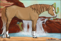 Horse Color:Gray Red Dun Splash 