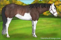 Horse Color:Brown Splash Rabicano
