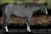 Horse Color:Blue Roan Sabino