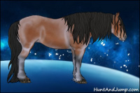 Horse Color:Gray Bay 