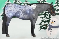 Horse Color:Blue Roan Appaloosa 