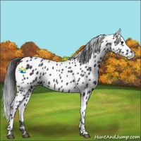 Horse Color:Black Appaloosa 