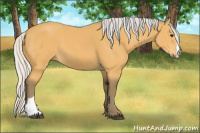 Horse Color:Silver Buckskin 