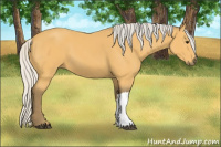 Horse Color:Silver Buckskin 