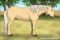 Horse Color:Palomino 