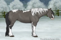 Horse Color:Grullo Splash Tobiano 