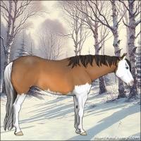 Horse Color:Buckskin Roan Splash 