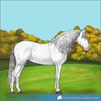 Horse Color:White Spotted Blue Roan Splash Appaloosa