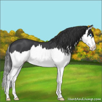 Horse Color:Blue Roan Splash