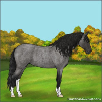 Horse Color:Gray Blue Roan 