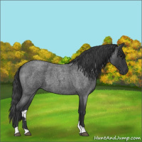 Horse Color:Blue Roan 