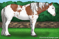 Horse Color:Bay Sabino  and Bay Sabino 