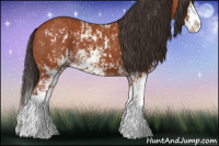 Horse Color:Bay Sabino  and Bay Sabino Splash 