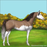 Horse Color:Liver Red Dun Splash 