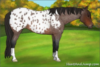 Horse Color:Gray Bay Roan Appaloosa 