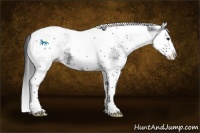 Horse Color:White Spotted Black Splash Tobiano 