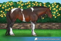Horse Color:Brown Tobiano 