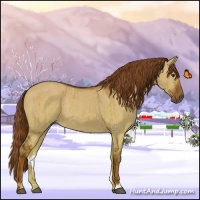 Horse Color:Red Dun Brindle