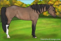 Horse Color:Brown Dun Brindle 