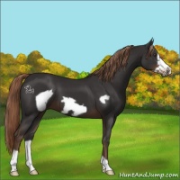 Horse Color:Liver Chestnut Frame 