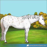 Horse Color:Bay Appaloosa