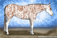 Horse Color:Bay Sabino and Bay Sabino