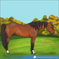Horse Color:Bay 