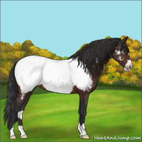 Horse Color:Brown Frame Appaloosa