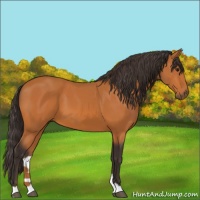 Horse Color:Buckskin 